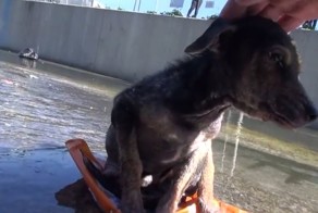 Трогательная история спасения одного щенка