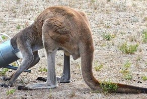 Кенгуру и садовая лейка