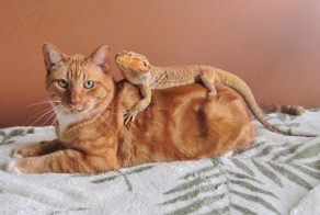 14 кошек, которые подружились с ящерицами