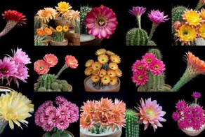 Как цветут кактусы