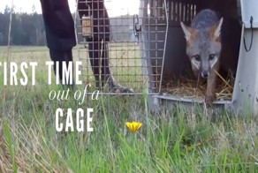 Сладостный вкус свободы