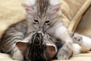 Очаровашки