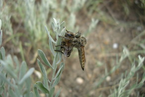 "Верхом на Пчеле" или "Очумелый наездник"