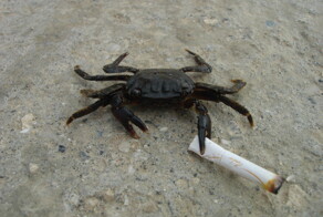 &quot;Краб на прогулке&quot; или &quot;Перекур&quot;