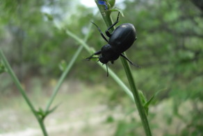 &quot;Жук эквилибрист&quot; или &quot;Зависайте с нами&quot;