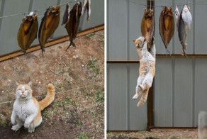 30 веселых фотографий с животными