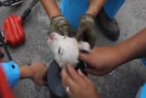 Нелегкое спасение щенка из железной трубы