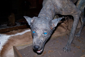 &quot;Чупакабра&quot; из Поволжья