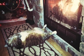 Коты, познавшие науку сна