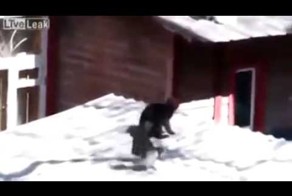 Самые хитрые, коварные и обесбашеные птицы - ВОРОНЫ