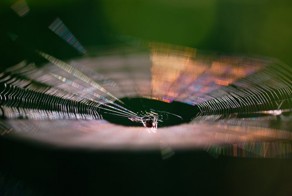 Микромир Александра Константинова