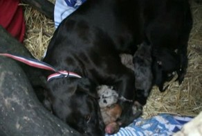 Бездомный пёс спас десять замерзающих щенков и их мать, приведя к ним 