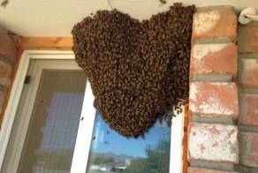 Переселение пчел 