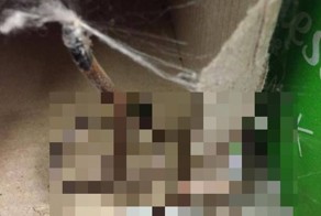 Австралийский паук решил побаловать себя змеиным мясом