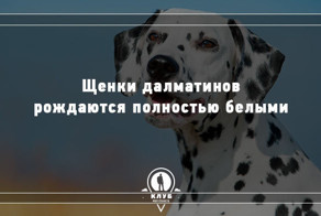 10 фактов о собаках