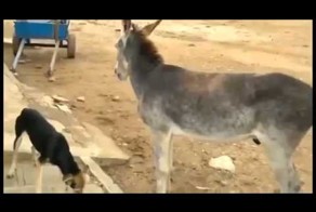 смешная драка осёл и собака