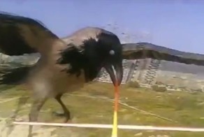 Ворона против беспилотника