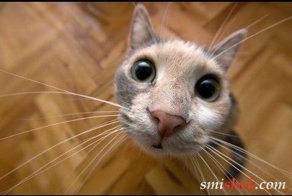 Подборка смешных видео