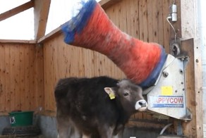 Телячьи нежности