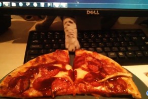 Коты - похитители пиццы