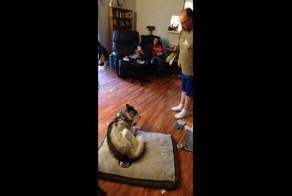 Картофельное преступление хаски