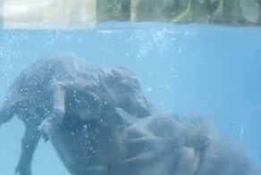 Крохотный гиппопотам учится плавать