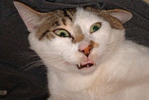 Дурацкие законы стран мира