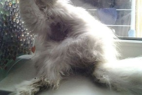 Вторая жизнь бездомного кота