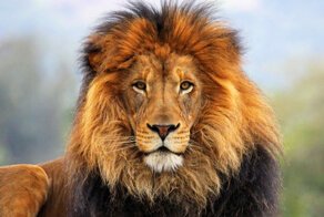 Вся суть родительских отношений на примере львиной семьи