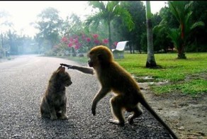 обезьяна и кот