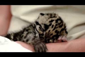 Котенок дымчатого леопарда 