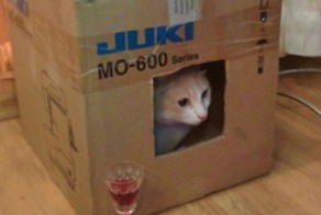  20 животных, в которых каждый узнает себя  