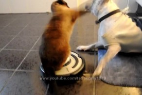 Мобильный кот атакует