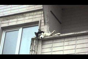 Собака на балконе стоит