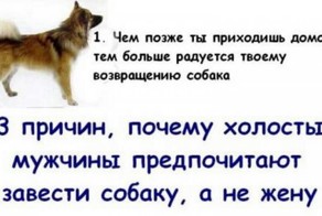 13 причин, почему холостяки предпочитают жене собаку