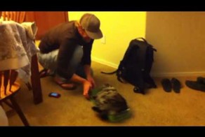 Покатай кота