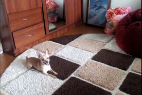 Собака играет с лазером 