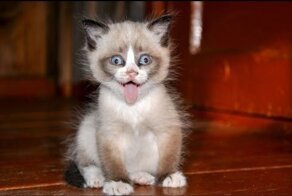 Приколы с кошками - 1