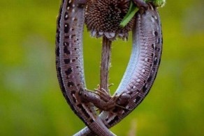 Пикантный фотоприкол