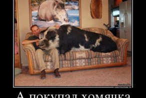 Демотиваторы