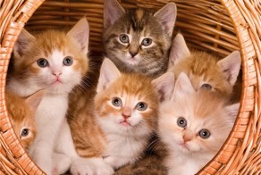 Милые создания