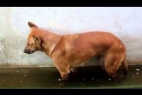 Песик устал и уснул прямо в луже