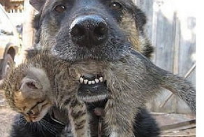 С первого взгляда кажется что собака хочет навредить котёнку