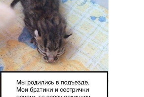 История одного котенка от первого лица