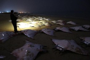 На ловца и зверь бежит (4 фото)