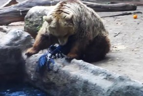 Приколы с животными!