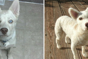 Копии четвероногих любимцев из валяной шерсти