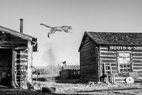 Необычные фотографии диких животных от Дэвида Ярроу