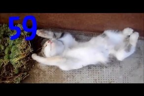 Смешные кошки