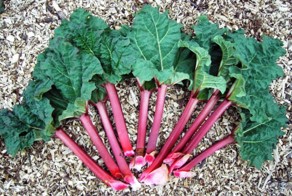 10 самых опасных продуктов питания в мире